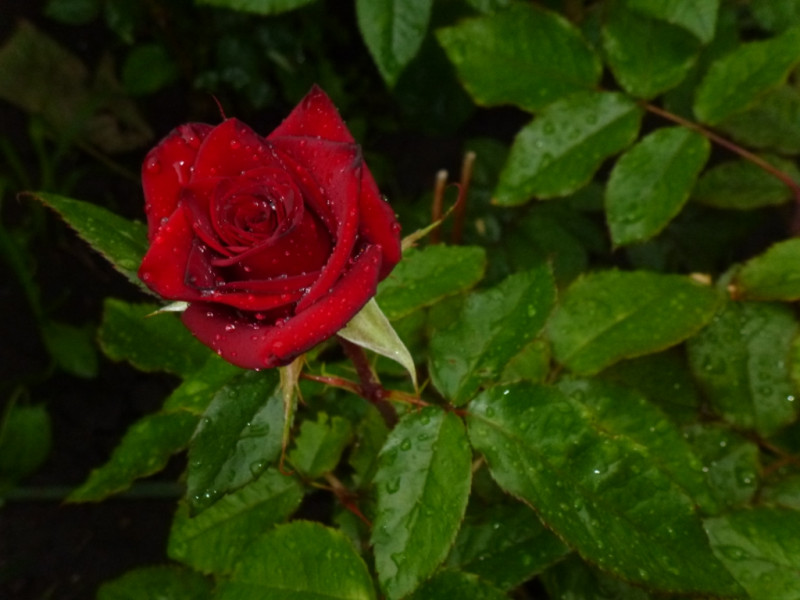 P2060562.JPG