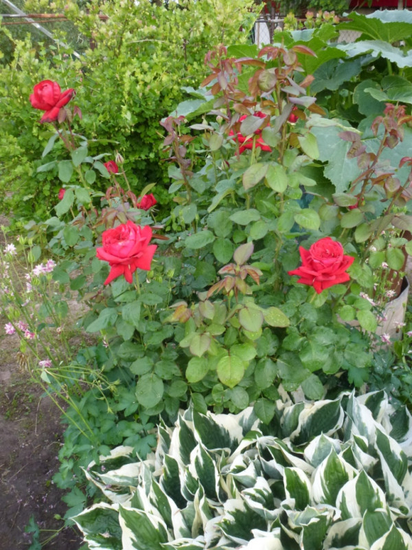 P2060596.JPG