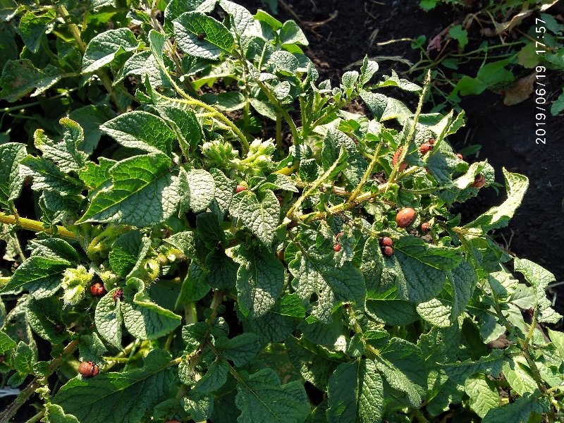 IMG_20190619_175751_800x600.jpg