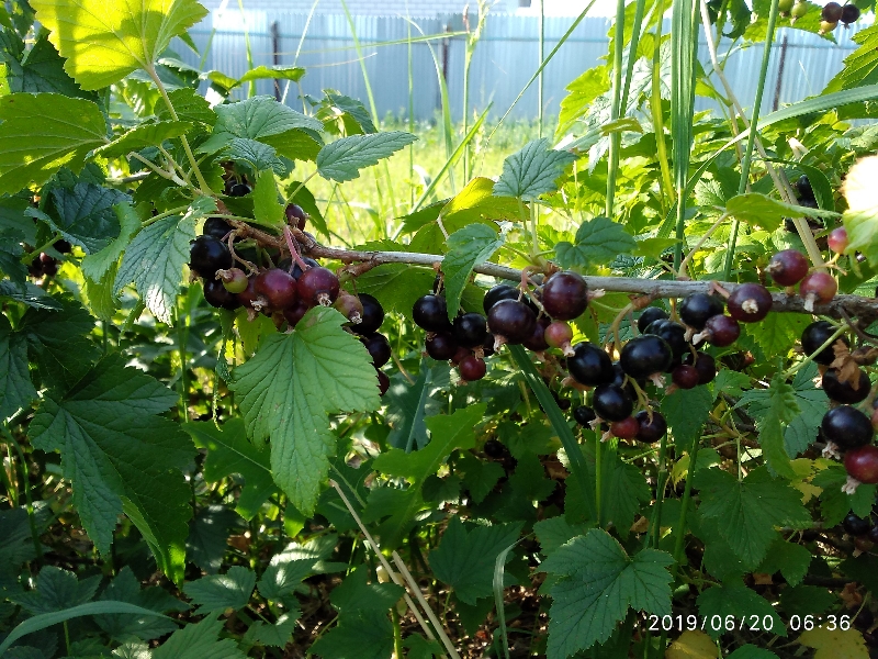 IMG_20190620_063646_800x600.jpg