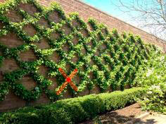 6c2f89bdf027bdf74ea9c4506b015601--wall-trellis-vine-trellis_.jpg