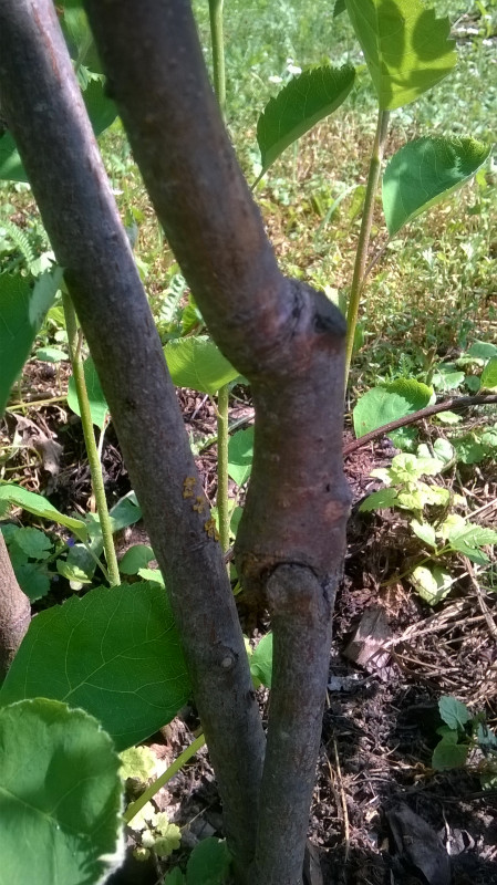 WP_20190621_005.jpg
