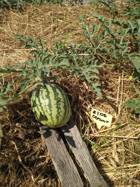 Спринтер 20190623_132311.jpg