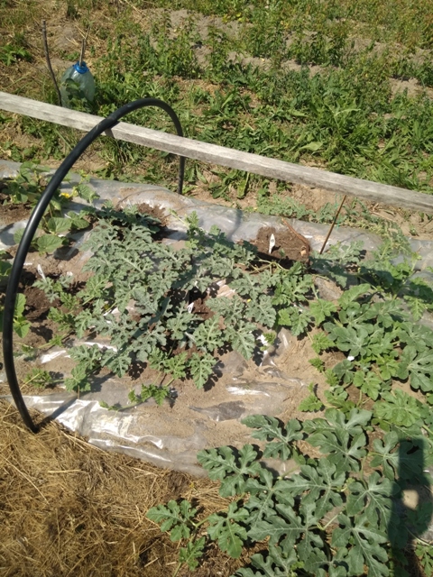 Корнесобственные 20190623_132511.jpg