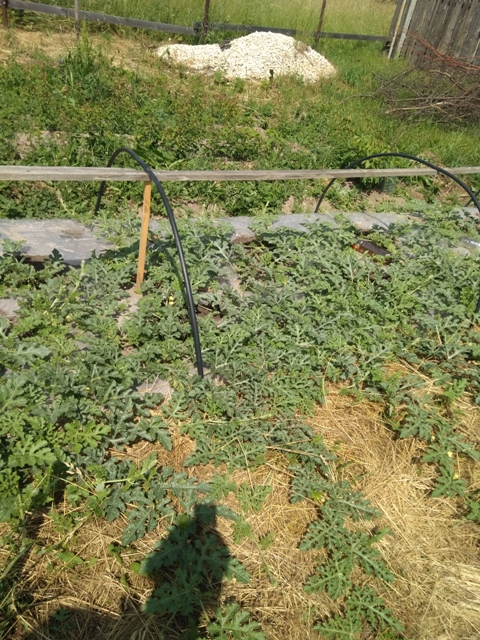 Бахча 20190623_132735.jpg