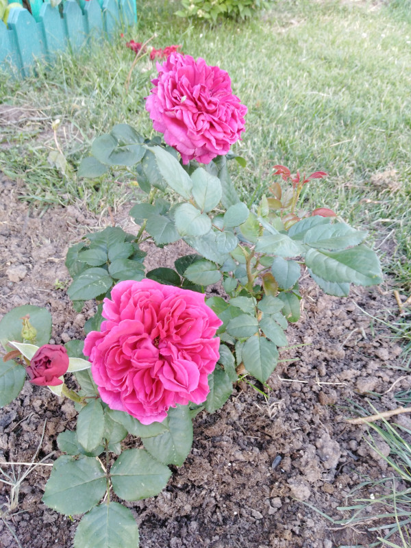 IMG_20190625_193247.jpg