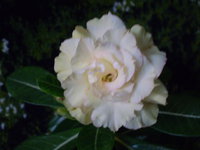 P1010021.JPG