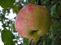 DSC02183.jpg