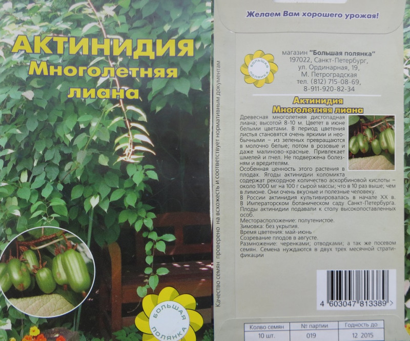 Актинидия.jpg