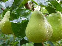 P1040005.JPG
