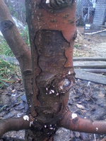 IMG_20131101_093937.jpg