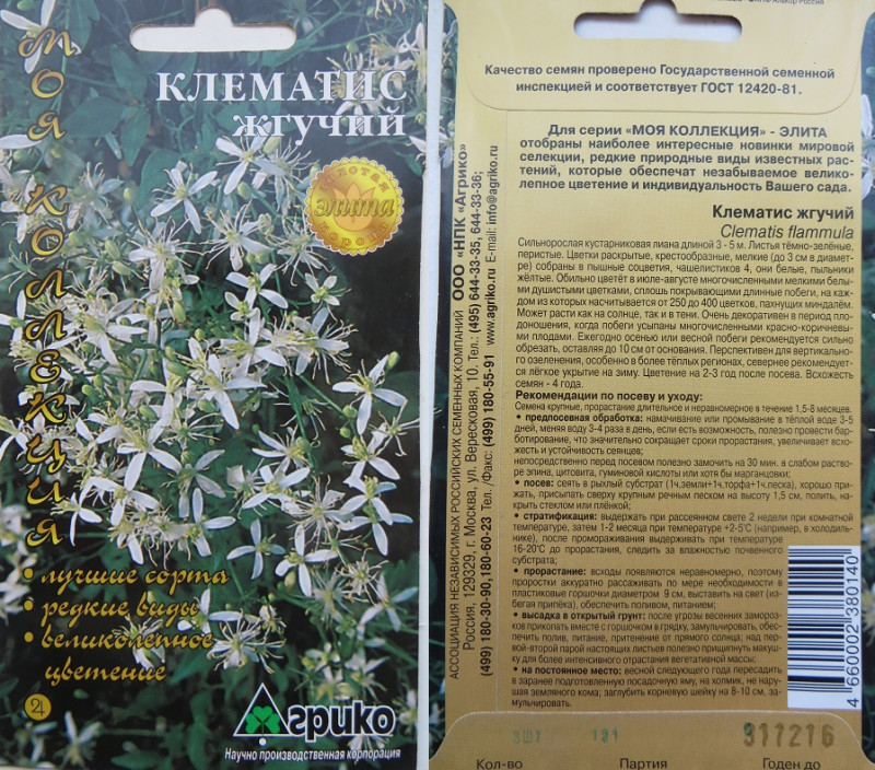 клематис Жгучий.jpg