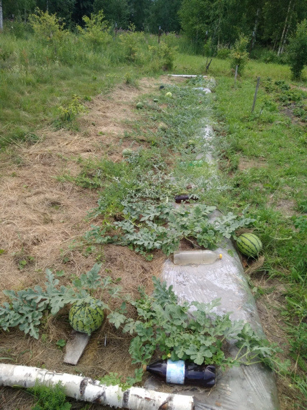 Бахча_20190630.jpg