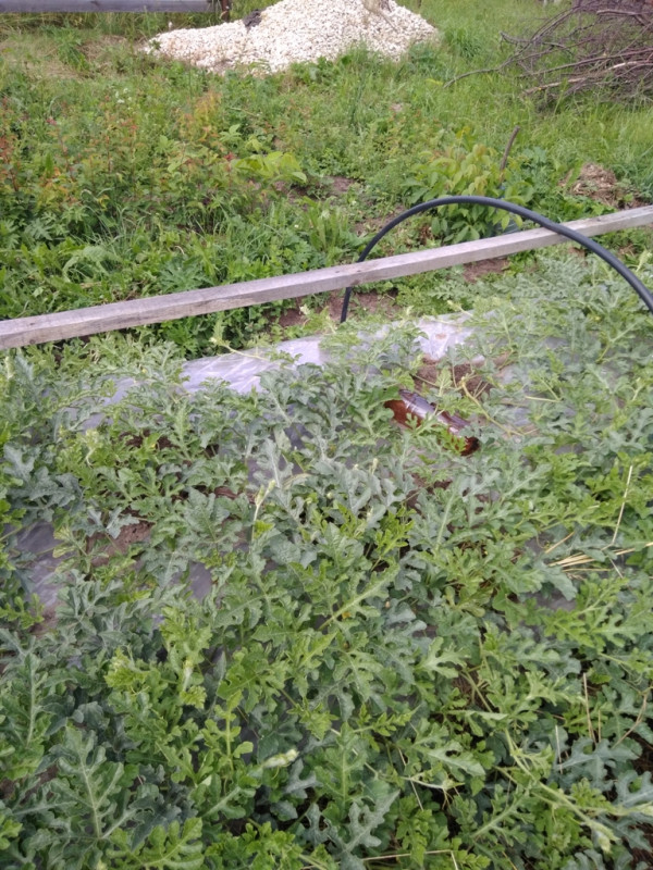 Ботва Пекинская Радость 20190630.jpg