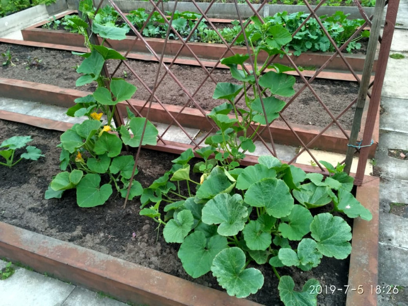 IMG-20190705-WA0014.jpg