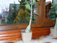 P1020059.JPG