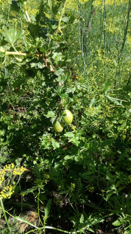 IMG-20190701-WA0009.jpeg