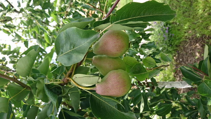 DSC_2051.JPG
