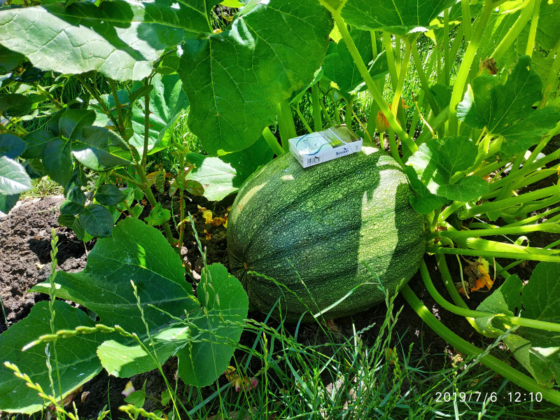 IMG_20190706_121034.jpg