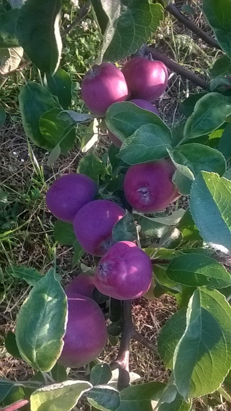 Имант