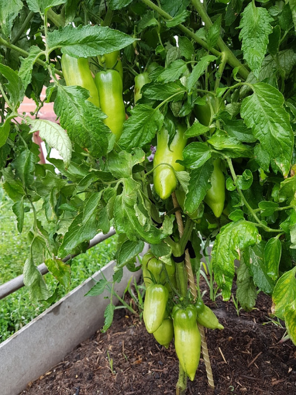 Корнабель 08.07.jpg