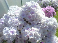 DSC03537.JPG