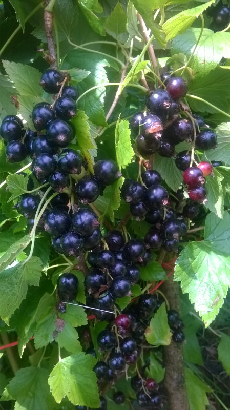 WP_20190707_003.jpg