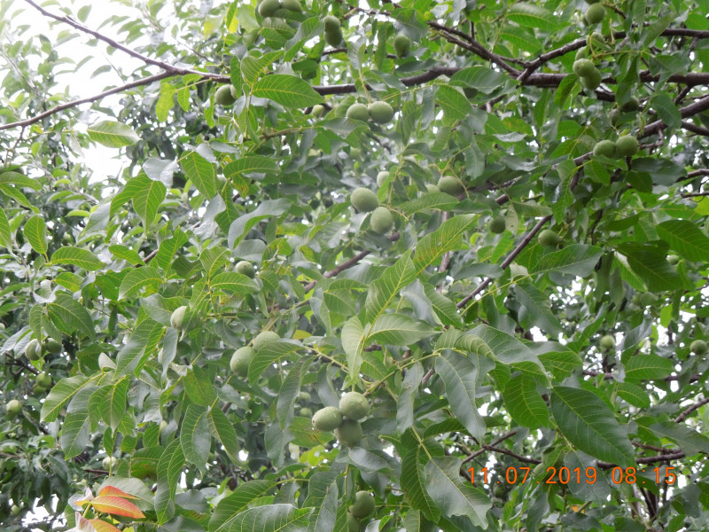 DSCN7786.JPG