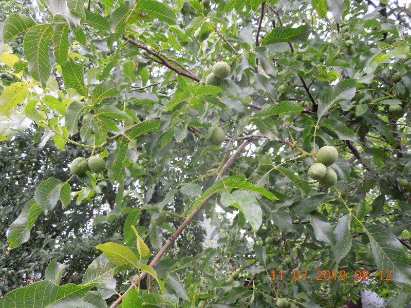 DSCN7784.JPG