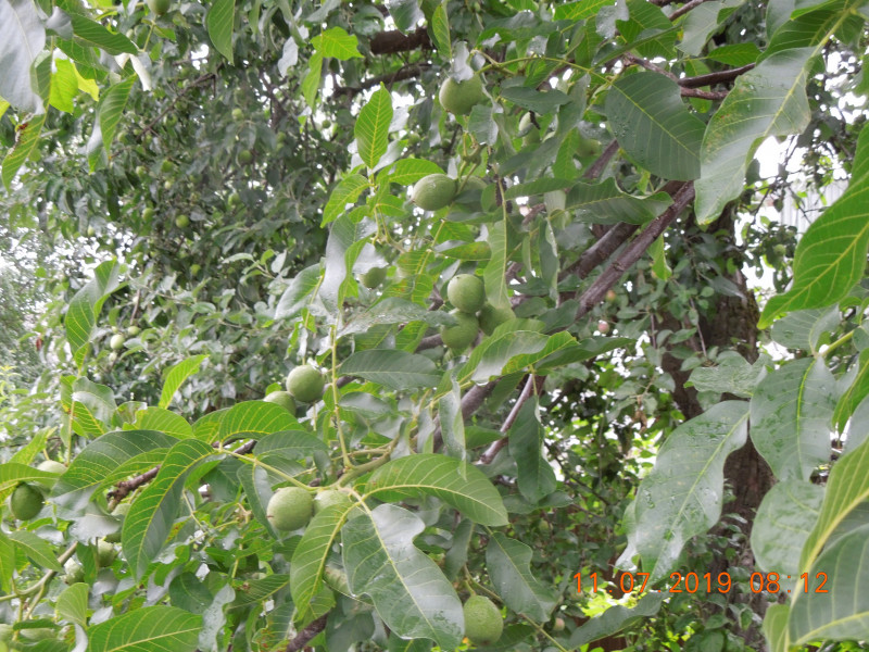 DSCN7783.JPG