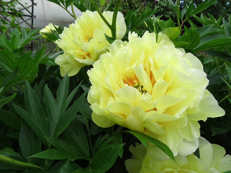 copDSC01003.jpg