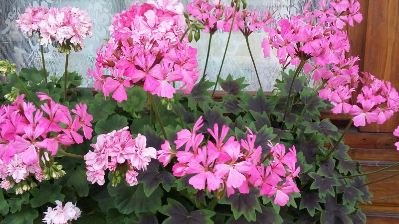 20190714_201152.jpg