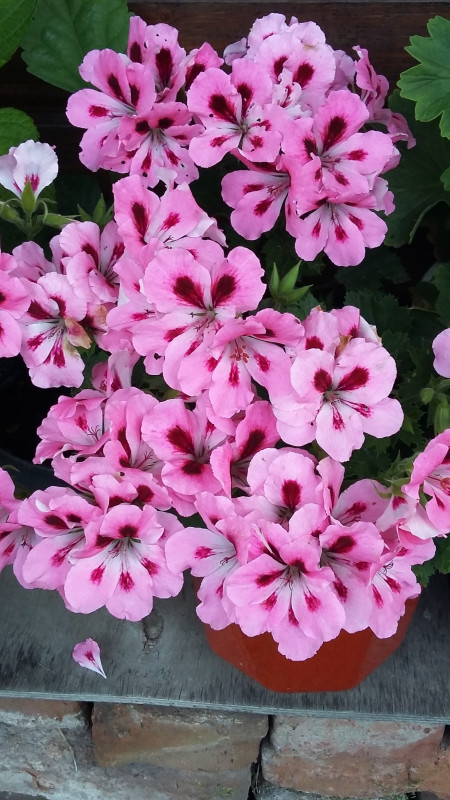 20190714_201121.jpg