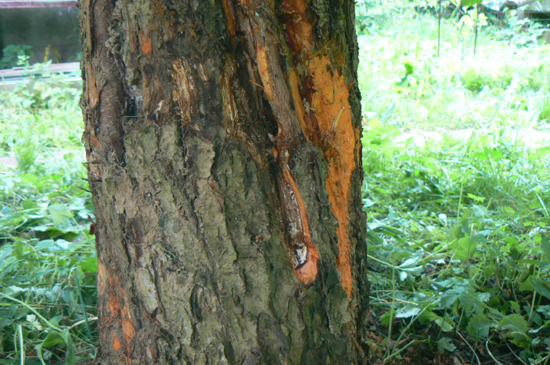 P1450529.JPG