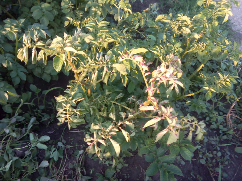 IMG_20190722_192709.jpg