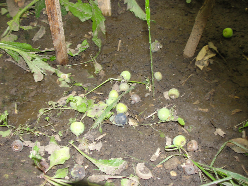 DSC06483.JPG