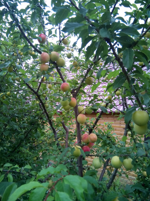Алыча Кубанская комета
