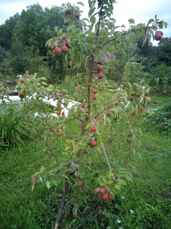 Груша Чижевская