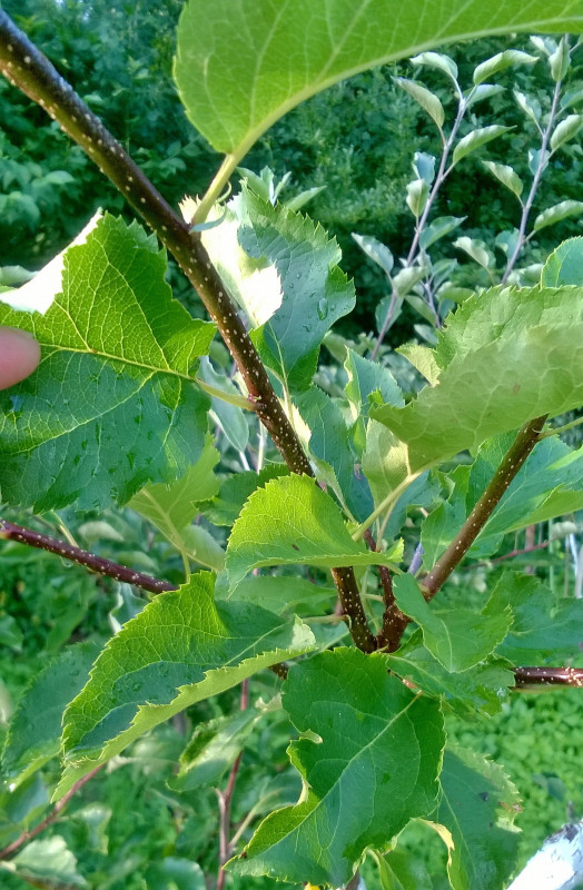 WP_20190725_19_29_21_Pro.jpg