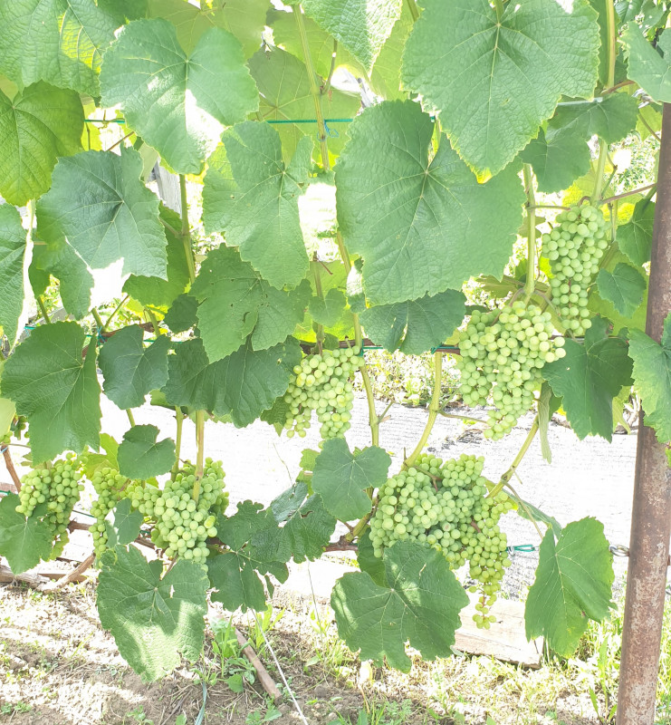 20190727_003522.jpg