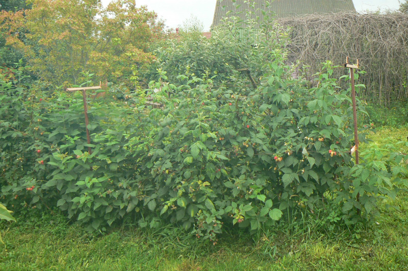 P1450735.JPG