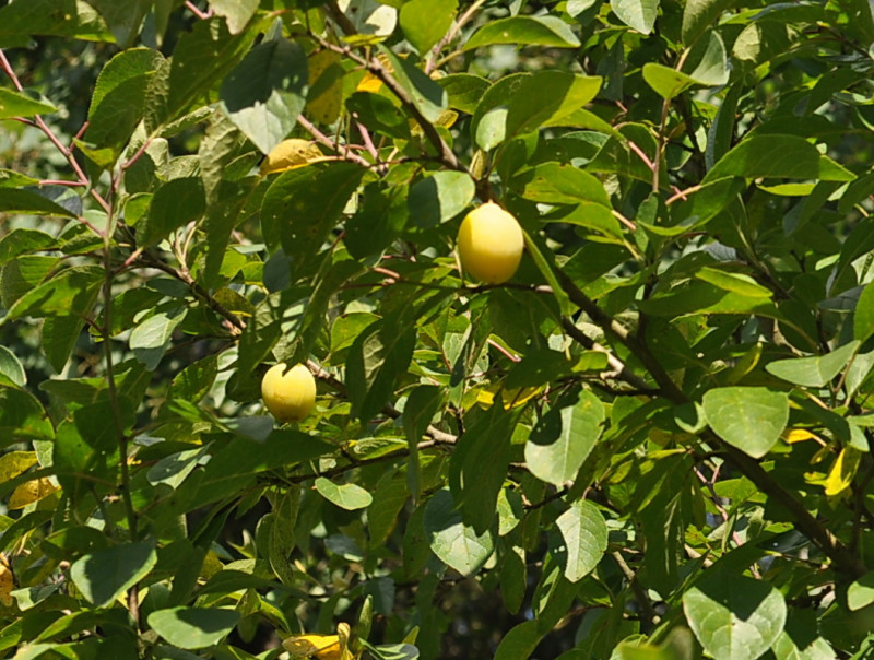 DSC_0852.JPG