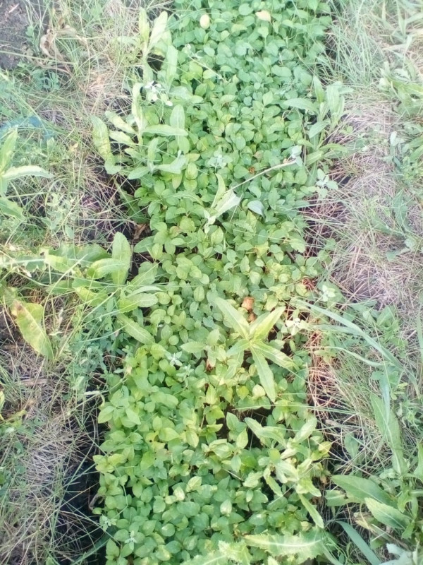 IMG-20190729-WA0001.jpg