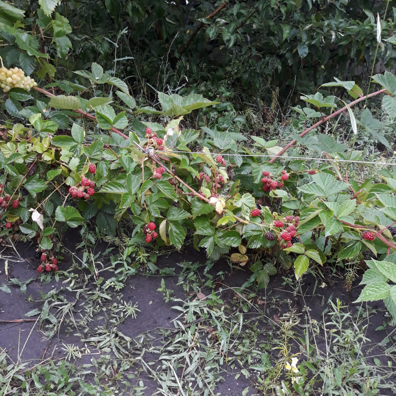 20190726_164020.jpg