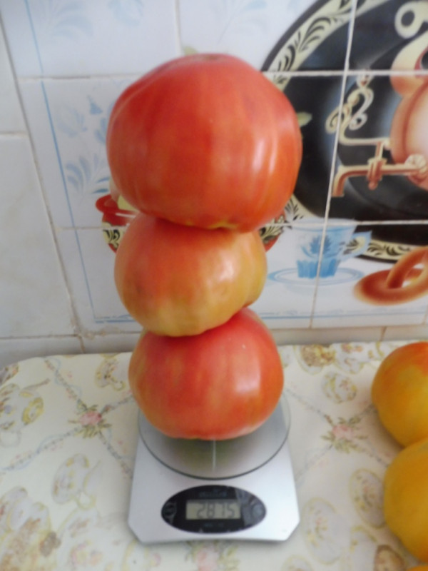 Белфорт (03.08.2019)
