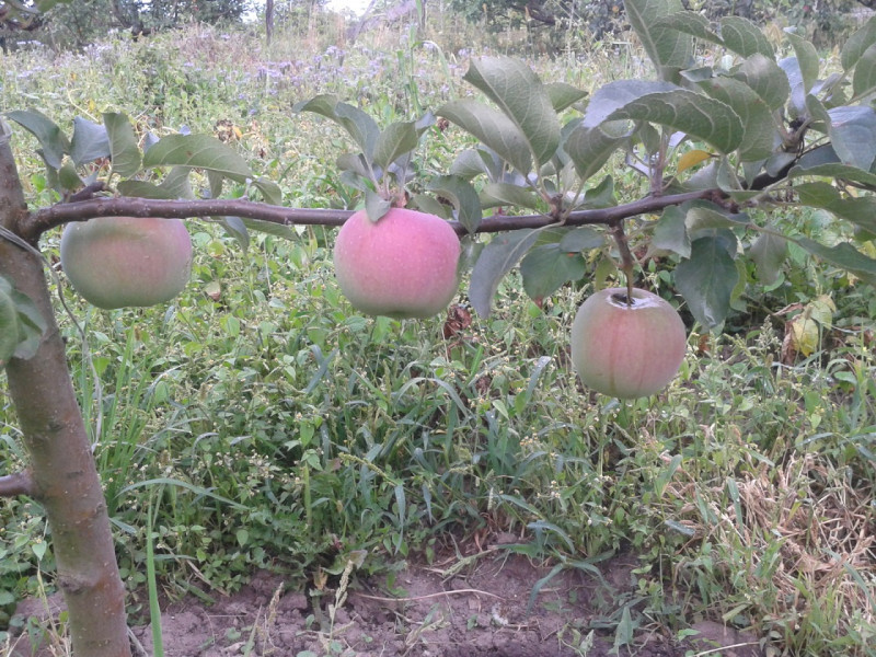 Флорина с дож.jpg