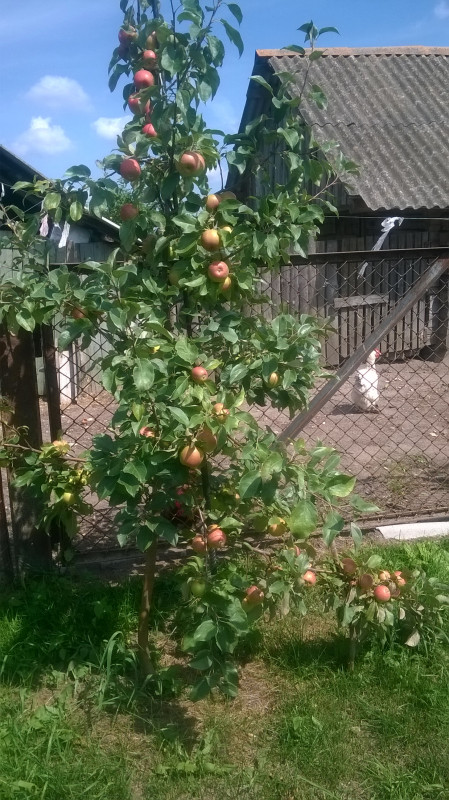 WP_20190728_012.jpg