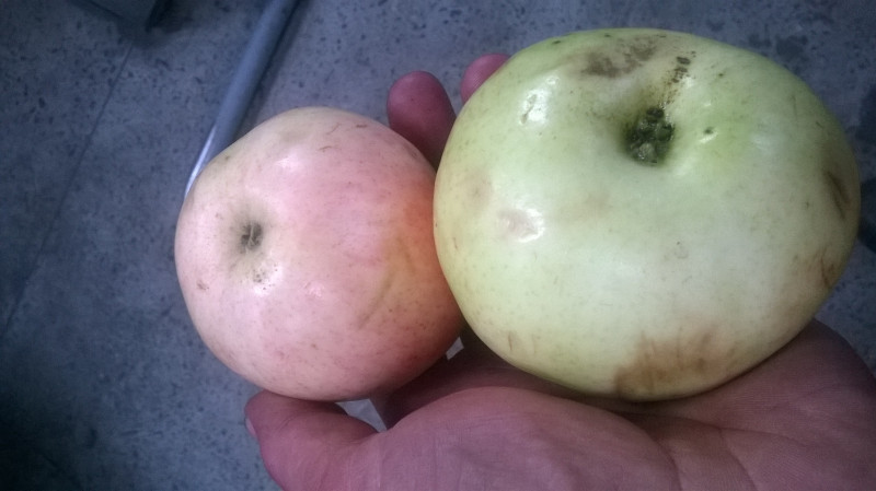 WP_20190729_003.jpg
