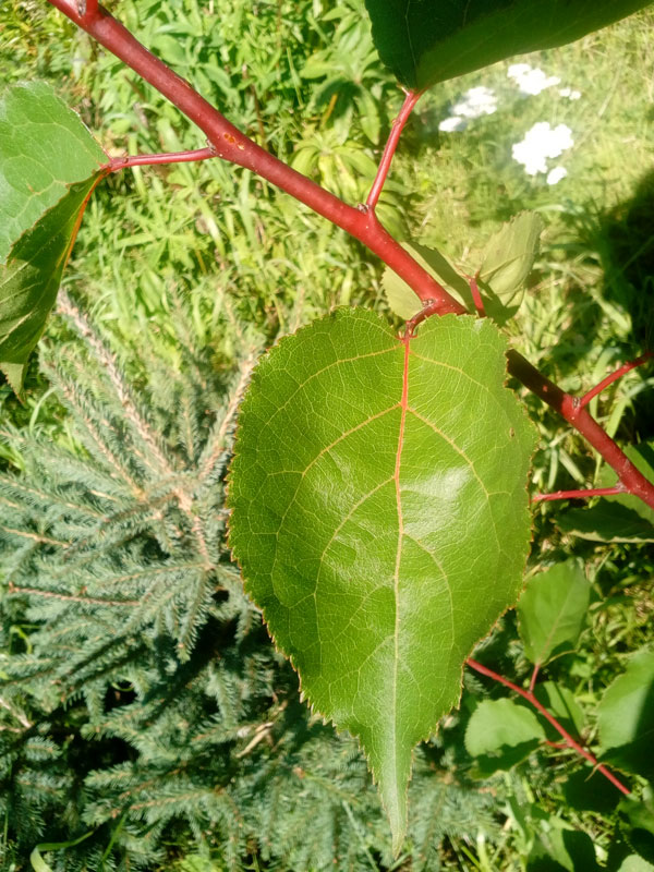 20190812_105331-МанчПер.jpg