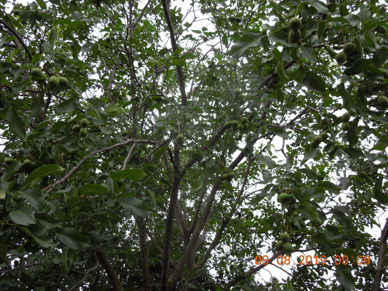 DSCN7899.JPG